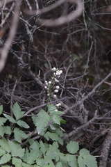 Actaea rubra neglecta