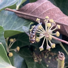 Scaeva pyrastri