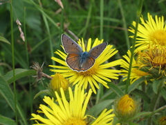 Lycaena alciphron