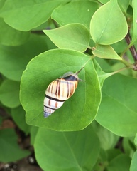 Drymaeus multilineatus