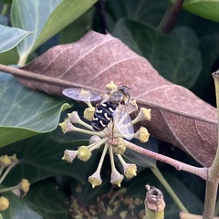 Scaeva pyrastri