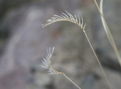 Bouteloua gracilis