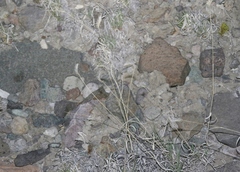 Bouteloua gracilis