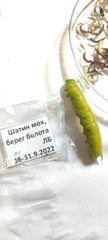 Smerinthus ocellata