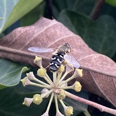 Scaeva pyrastri