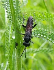 Macrophya annulata