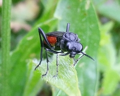 Macrophya annulata