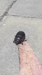 Heterogomphus bourcieri