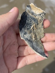 Buccinoidea