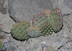 Opuntia aurea