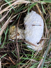 Hypomyces chrysospermus