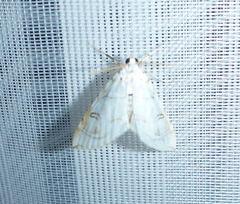 Neurophyseta
