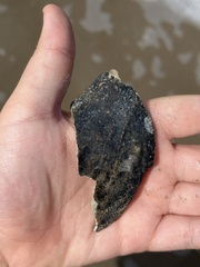 Buccinoidea