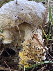 Hypomyces chrysospermus