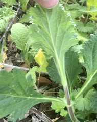 Verbena lasiostachys