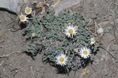 Erigeron concinnus