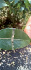 Maytenus acuminata