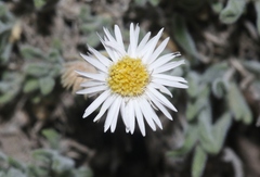 Erigeron concinnus