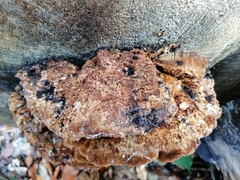 Coriolopsis gallica