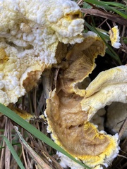 Hypomyces chrysospermus