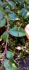 Maytenus acuminata