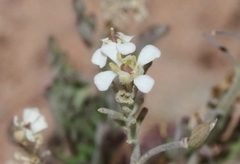 Lepidium montanum