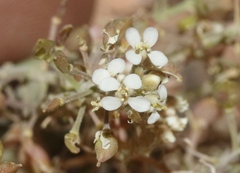 Lepidium montanum