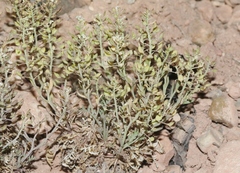 Lepidium montanum