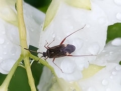 Closterotomus biclavatus
