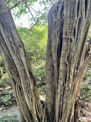 Haematoxylum brasiletto