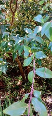 Maytenus acuminata
