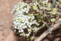 Lepidium montanum