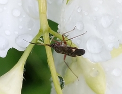 Closterotomus biclavatus