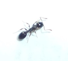 Temnothorax longispinosus