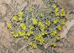 Physaria intermedia