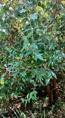 Maytenus acuminata