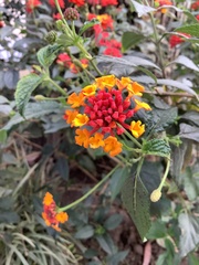 Lantana horrida