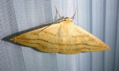 Cratoptera group