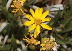 Stenotus armerioides