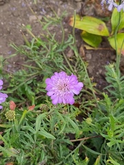Scabiosa comosa