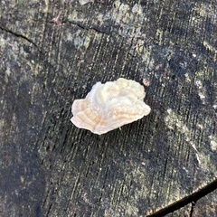 Fungi