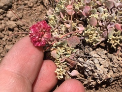 Eriogonum ovalifolium rubidum
