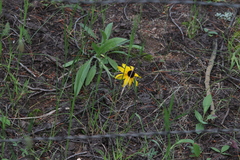 Rudbeckia