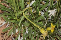 Stenotus armerioides