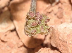 Cymopterus