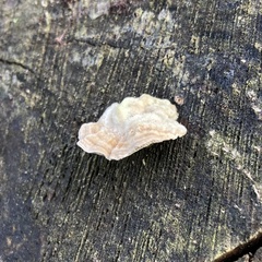 Fungi