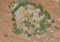 Stenotus armerioides