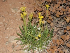 Stenotus armerioides