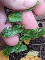 Endodeca serpentaria