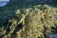 Passerina ericoides